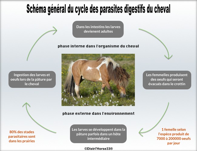 Mieux comprendre le parasitisme du cheval