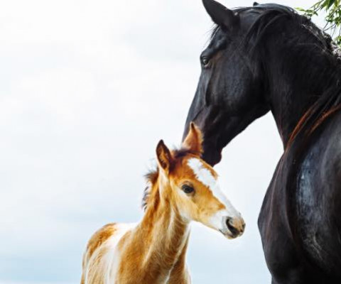 Combien De Temps Dure La Gestation Chez Le Cheval