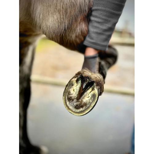 Hoof Spray - Traitement des fourchettes du cheval